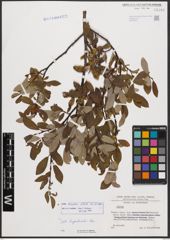 Salix bicolor Ehrh. ex Willd.